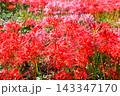 彼岸花、ヒガンバナ 143347170