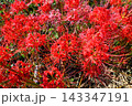 彼岸花、ヒガンバナ 143347191