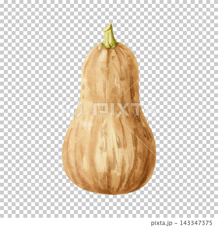 Watercolor butternut squash illustration isolated on white. Orange brown pumpkin drawing in simple style for fall harvest and October designs. Organic farm vegetable Watercolor butternut squash illustration isolated on white. Orange brown pumpkin drawing in simple style for fall harvest and October designs. Organic farm vegetable 143347375