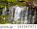 新緑の葉と勢いよく流れ落ちる清流の爽やかな情景 143347471