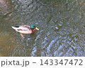 水面を穏やかに進むマガモ 143347472