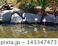 水辺に佇むシギの一群 143347473