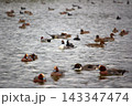 湖面や池にゆったりと浮かぶ様々な種類の野鳥たち 143347474