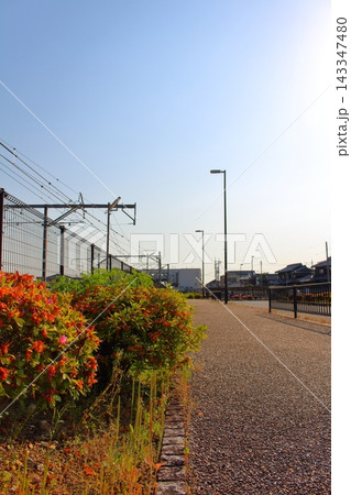 夕暮れ前の道端に咲くツツジと一本道 夕暮れ前の道端に咲くツツジと一本道 143347480