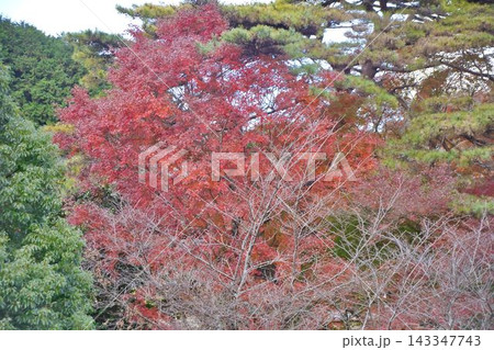 紅葉したもみじ 143347743