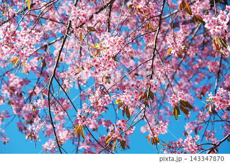 Blooming pink cherry blossoms flowers branch in the blue sky. Copy space 143347870