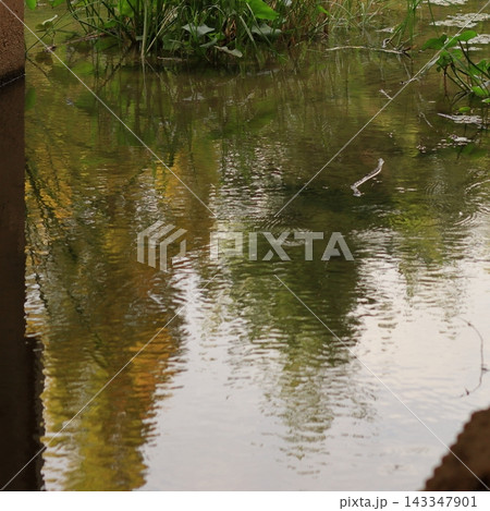 Green Wetland Vegetation Reflections in Water Green Wetland Vegetation Reflections in Water 143347901