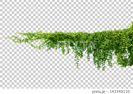 Green vine leaves climbing plant creeping plant hanging down isolated on transparent background PNG, nature tropical foliage border for design and composite. Green vine leaves climbing plant creeping plant hanging down isolated on transparent background PNG, nature tropical foliage border for design and composite. 143348110
