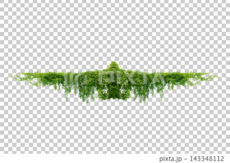Green vine leaves climbing plant creeping plant hanging down isolated on transparent background PNG, nature tropical foliage border for design and composite. Green vine leaves climbing plant creeping plant hanging down isolated on transparent background PNG, nature tropical foliage border for design and composite. 143348112
