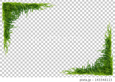 Green vine leaves frame border isolated on transparent background PNG, nature tropical foliage climbing plant hanging down top and side border for design. Green vine leaves frame border isolated on transparent background PNG, nature tropical foliage climbing plant hanging down top and side border for design. 143348113