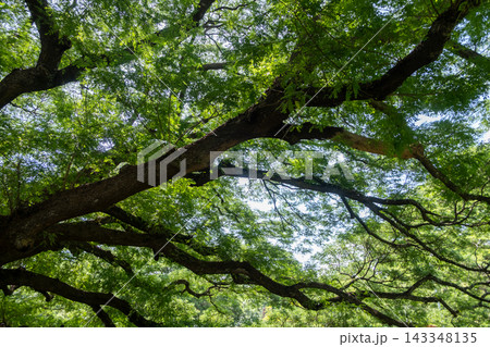 The Giant Rain Tree in Kanchanaburi, Thailand, a century old tree renowned for its enormous canopy, sprawling branches, and tranquil natural surroundings. The Giant Rain Tree in Kanchanaburi, Thailand, a century old tree renowned for its enormous canopy, sprawling branches, and tranquil natural surroundings. 143348135