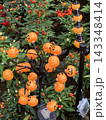 ハロウィンのジャック・オー・ランタンと秋の植物 143348414