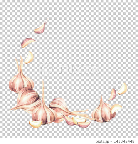 Garlic semicircular frame with whole bulbs and cloves. Realistic hand painted watercolor botanical illustration, isolated on white with copy space for food labels, vegetable packaging and seasoning. Garlic semicircular frame with whole bulbs and cloves. Realistic hand painted watercolor botanical illustration, isolated on white with copy space for food labels, vegetable packaging and seasoning. 143348449