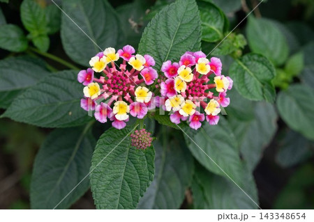 色鮮やかに咲くランタナの花と蕾 143348654
