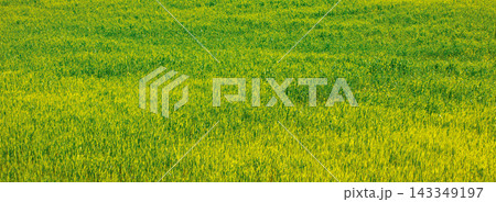 Beautiful landscape, spring nature. Grass texture. Nature landscape. View from above of sunny fields on rolling hills in Tuscany, Italy Beautiful landscape, spring nature. Grass texture. Nature landscape. View from above of sunny fields on rolling hills in Tuscany, Italy 143349197