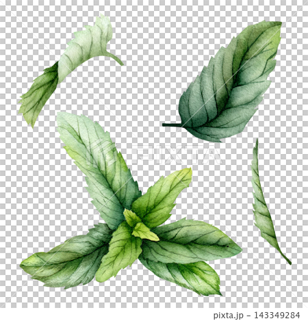 Watercolor Mint Leaves Botanical Clipart Set Hand Painted Fresh Herb Collection Watercolor Mint Leaves Botanical Clipart Set Hand Painted Fresh Herb Collection 143349284