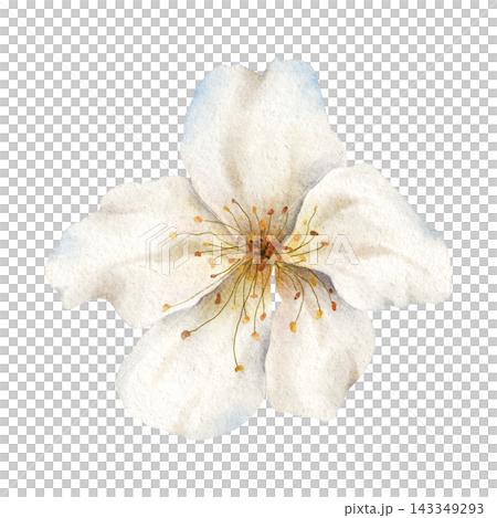 Watercolor Cherry Blossom Flower Clipart Botanical Illustration Watercolor Cherry Blossom Flower Clipart Botanical Illustration 143349293