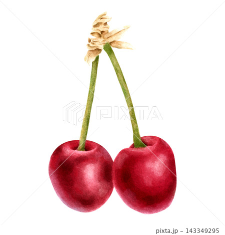 Watercolor Pair of Sweet Cherries Botanical Fruit Clipart Watercolor Pair of Sweet Cherries Botanical Fruit Clipart 143349295