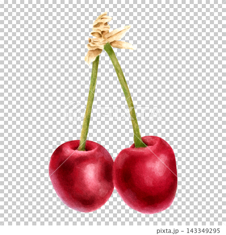 Watercolor Pair of Sweet Cherries Botanical Fruit Clipart Watercolor Pair of Sweet Cherries Botanical Fruit Clipart 143349295
