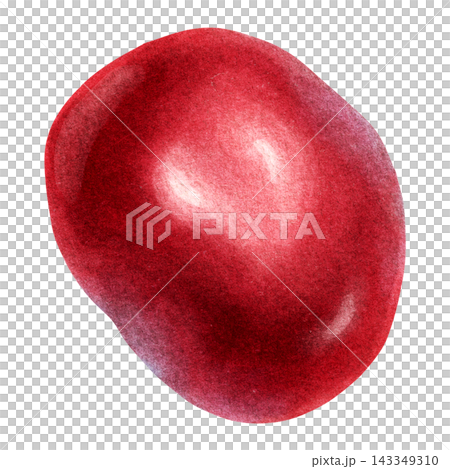 Watercolor Sweet Cherry Botanical Fruit Clipart Watercolor Sweet Cherry Botanical Fruit Clipart 143349310