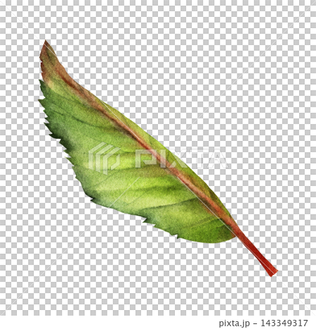 Watercolor Cherry Leaf Botanical Clipart Illustration Watercolor Cherry Leaf Botanical Clipart Illustration 143349317