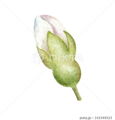 Watercolor Cherry Blossom Bud Botanical Clipart 143349323