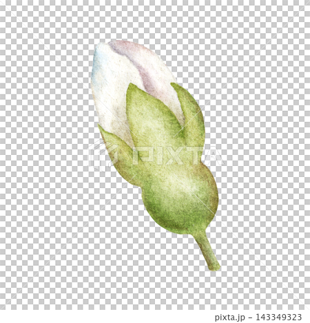 Watercolor Cherry Blossom Bud Botanical Clipart 143349323