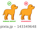 Normal weight and obese dog illustration 143349648