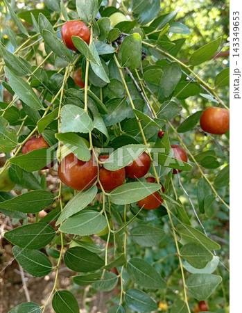 Berries of the common jujube tree (lat.Ziziphus jujuba) hang on a branch, shown in close-up.Also known as the Chinese date. Berries of the common jujube tree (lat.Ziziphus jujuba) hang on a branch, shown in close-up.Also known as the Chinese date. 143349653