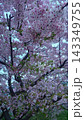 満開の桜の大木 143349755