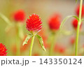 キバナセンニチコウ 143350124