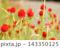 キバナセンニチコウ 143350125