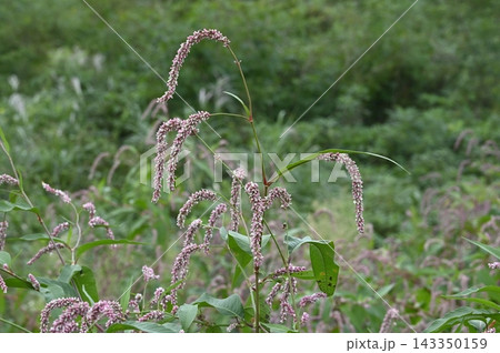 岩手県久慈市に咲くオオイヌタデの花穂 岩手県久慈市に咲くオオイヌタデの花穂 143350159