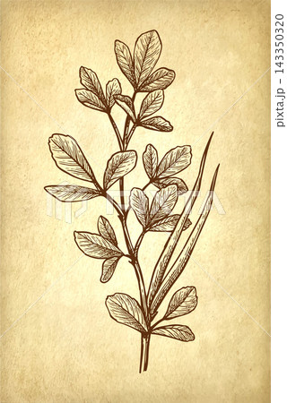 Fenugreek Branch with Pods Ink Sketch Fenugreek Branch with Pods Ink Sketch 143350320