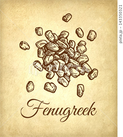 Dried Fenugreek Spice on Parchment Background Dried Fenugreek Spice on Parchment Background 143350321