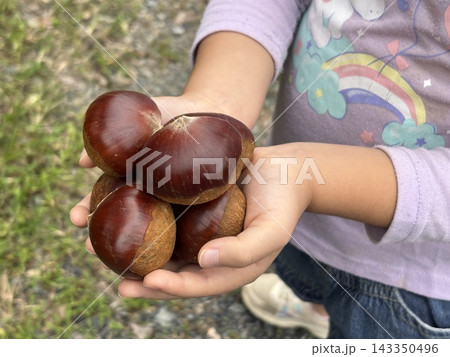 小さな子どもの手と栗 小さな子どもの手と栗 143350496