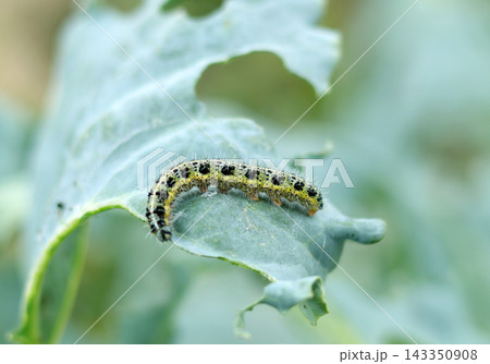 the caterpillar on a leaf the caterpillar on a leaf 143350908