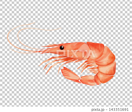Hand-drawn illustration of a single cooked pink shrimp isolated on a white background. Fresh seafood graphic element for culinary and restaurant menu design. Hand-drawn illustration of a single cooked pink shrimp isolated on a white background. Fresh seafood graphic element for culinary and restaurant menu design. 143351691