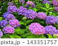 群生する紫陽花 群生する紫陽花 143351757