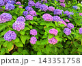 青い紫陽花 青い紫陽花 143351758