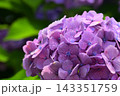 雨に濡れた紫陽花 雨に濡れた紫陽花 143351759