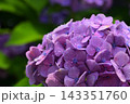 雨に濡れた紫陽花 雨に濡れた紫陽花 143351760
