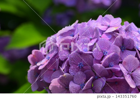 雨に濡れた紫陽花 143351760