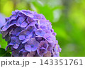青い紫陽花 青い紫陽花 143351761