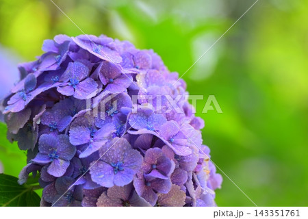 青い紫陽花 青い紫陽花 143351761