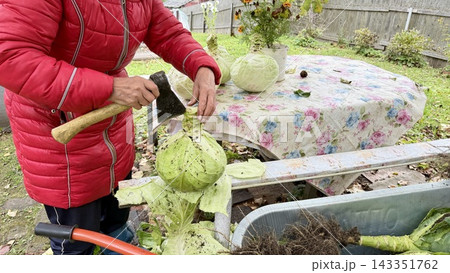 Freshly harvested cabbages with damaged outer leaves in a wheelbarrow during autumn garden harvest 143351762