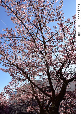 静岡県熱海市 糸川沿いに咲く満開の熱海桜 静岡県熱海市 糸川沿いに咲く満開の熱海桜 143351774