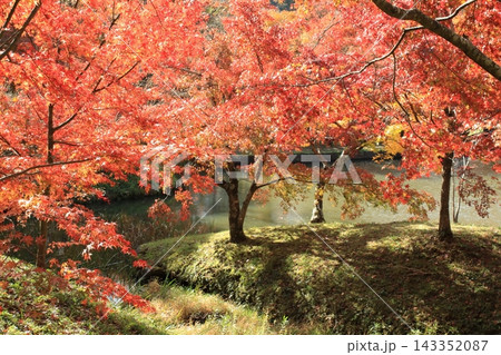 用作公園の紅葉 143352087