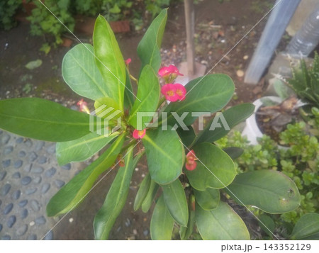 赤い花が綺麗な多肉植物花キリン 赤い花が綺麗な多肉植物花キリン 143352129