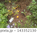 秋に咲くサフランの紫色の花と収穫した柿 秋に咲くサフランの紫色の花と収穫した柿 143352130